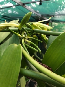 Pousse de vanille en Guadeloupe