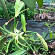 Plant de vanille en Guadeloupe