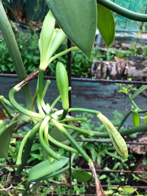 Plant de vanille en Guadeloupe